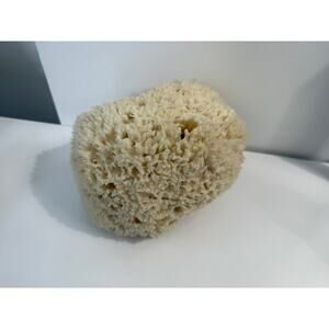 Jumbo "Sea Wool" Sponge Bleached  Tarpon Springs 8" x 6" x 6"